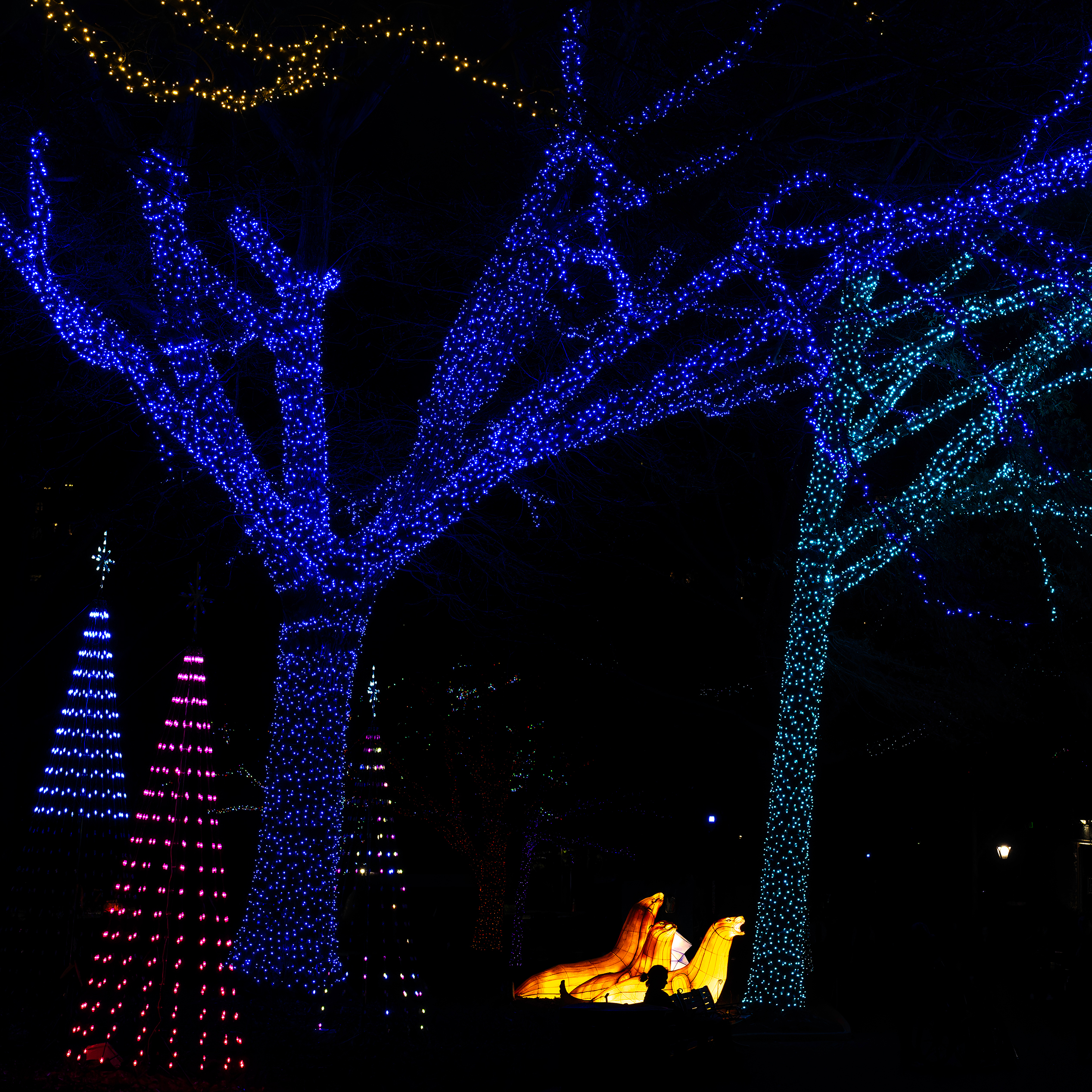 Zoo Lights